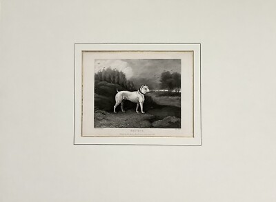 Stahlstich 1833 Abb. Alte Hunderasse, Published by A. Pittmann London