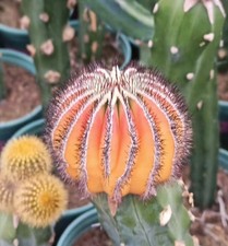 7 cm Uebelmannia pectinifera WYSIWYG decorazione innestata variegata