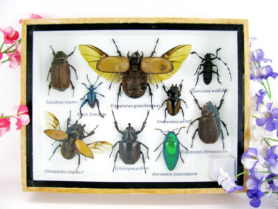 Unique piece - Real 3D prepared insects, mural, showcase, museum quality - M36