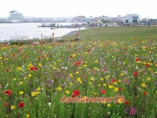 PHOTO  WILDFLOWER DISPLAY ON CARDIFF BAY BARRAGE A PRETTY MIX OF FLOWERS IN A PA