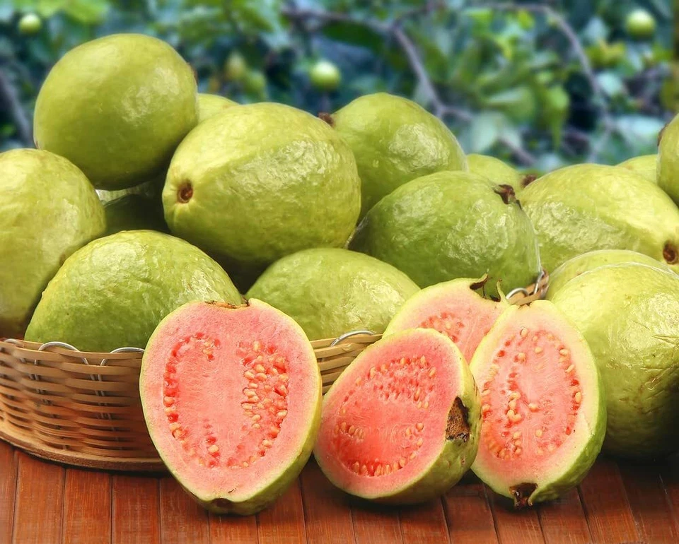 20 Guava Fruit Bonsai Tree Seeds Grow Exotic Delicious Tropical Bonsai Tree - Image 3 of 4