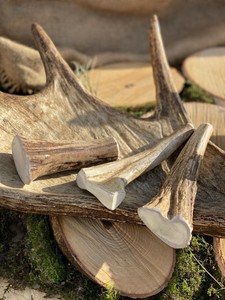 elk antler chews