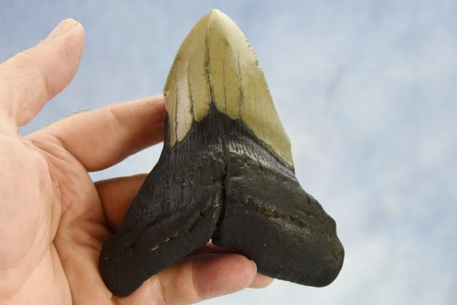 Megalodon Shark Teeth XLG Real FOSSIL 5 - 24 million year old 120mm 5.0" 655dd - Picture 7 of 12