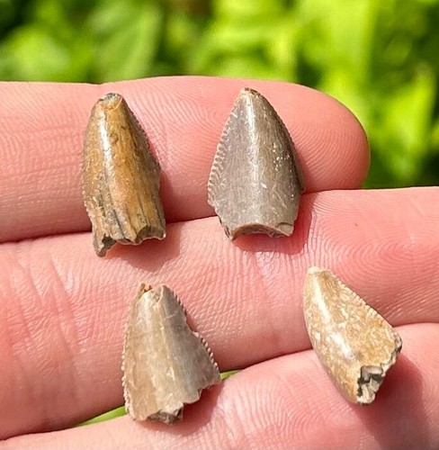 Rare Majungasaurus Premax Dinosaur Teeth Fossils LOT OF 5 Madagascar Theropod - Picture 5 of 9