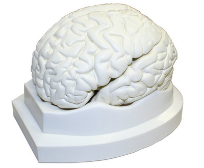 Life Size Human Brain Anatomical Model 3 Parts 6 x 5 x 7.5 Inches Study ...