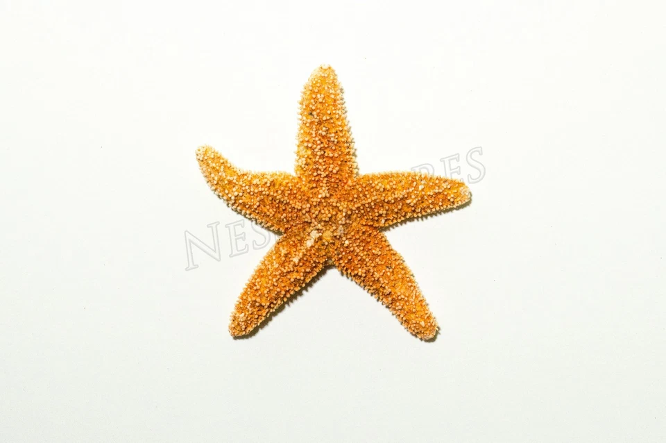 NessaStores - Sugar StarFish Sea Shell boda artesanía real 1 - 2" (48 piezas) #JC-055 Foto 4 de 4