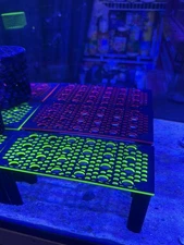 Saltwater Coral Frag Rack (PINK)