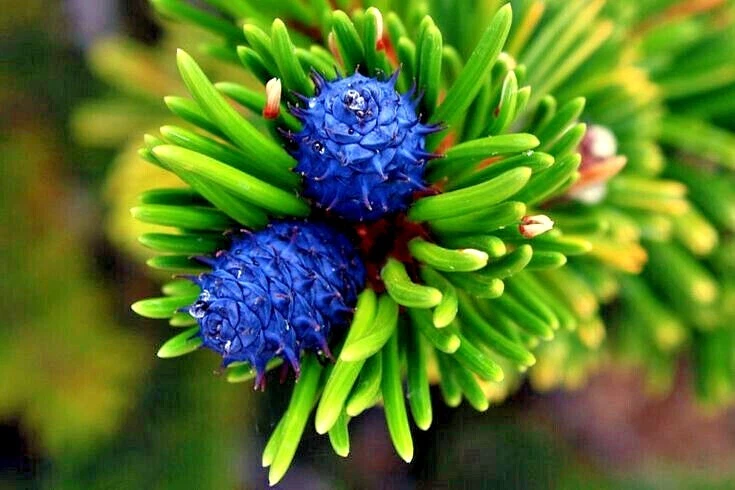 20 semillas de pino Bristlecone (Pinus aristata) "¡ÁRBOL VIVO MÁS ANTIGUO DEL MUNDO!" Foto 4 de 4