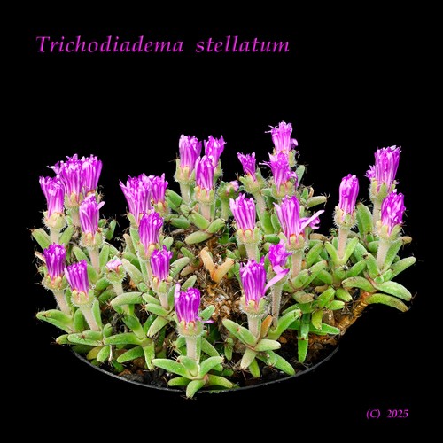 Trichodiadema stellatum heavy flowering rare caudex forming mesemb - Picture 2 of 2