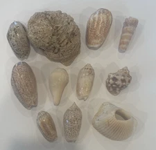 Mixed Assortment of 10 Sea Shells Shell Crafts or Decor
