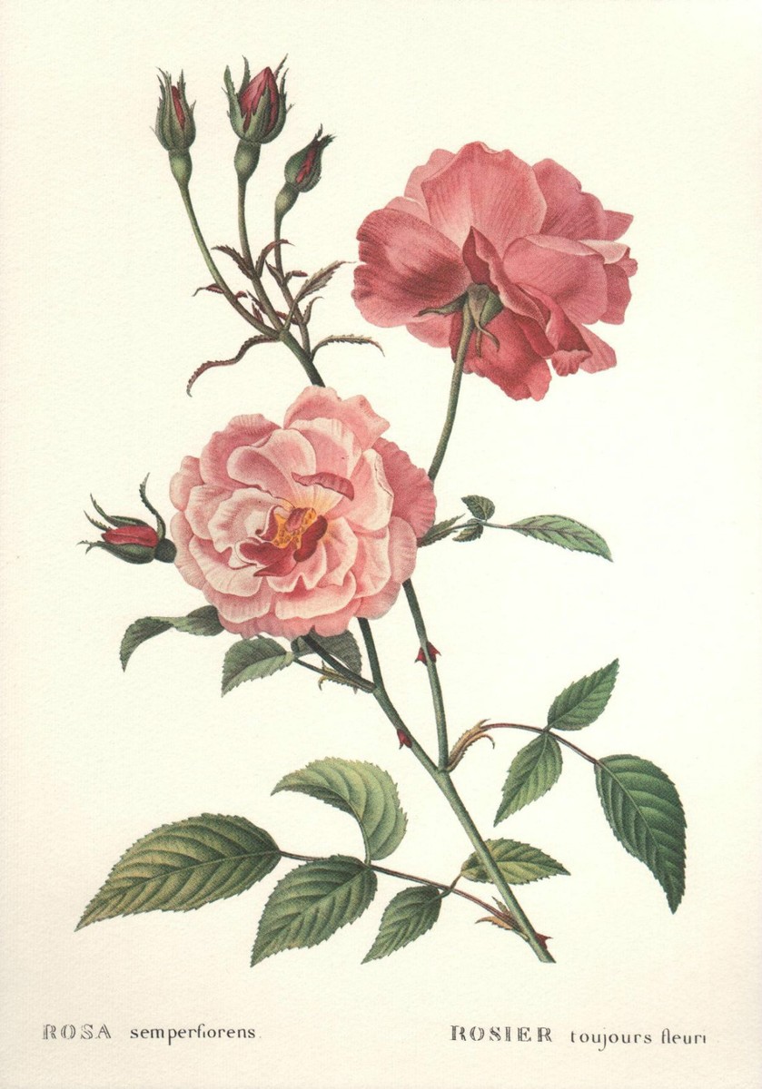 Vintage* CHINA ROSE Botanical Flower Print ROSA Vintage* CHINA ROSE Botanical Flower Print ROSA