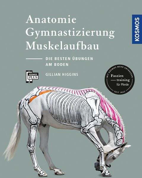 Thumbnail - Anatomie, Gymnastizierung, Muskelaufbau