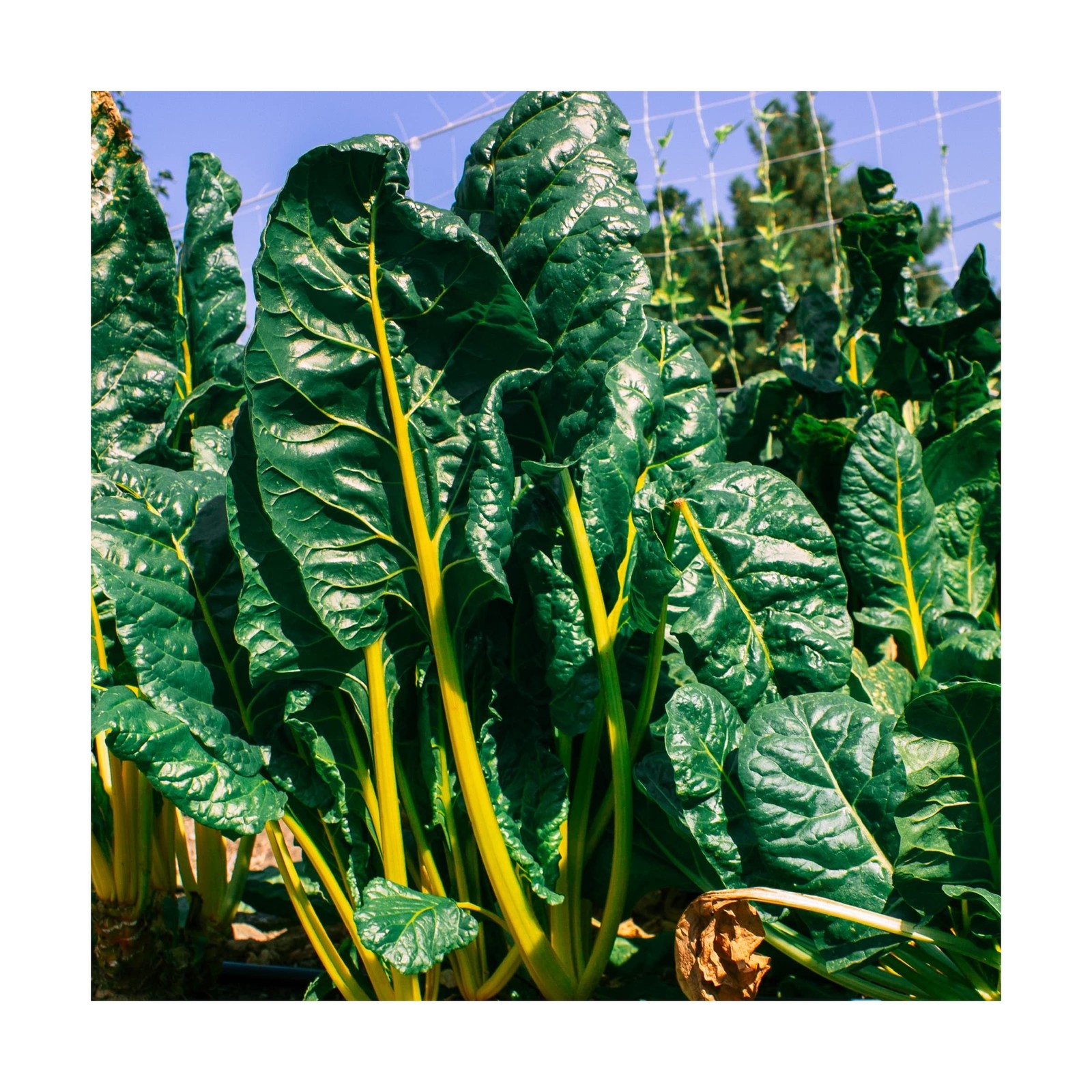 Mountain Valley Seed Company Vegetable Garden Can 50,000+ Seeds 16 Varieties ...