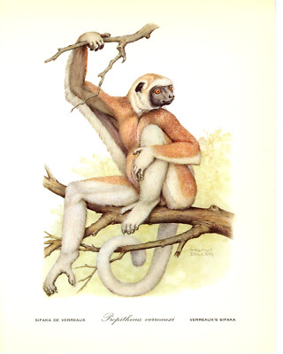 1970 Vintage Print Painting Verreaux Sifaka Helmut Diller Endangered Animal