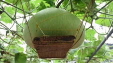Giant Round Gourd Seeds | Calabash Gourd Seeds | Non-GMO, High Yield, Organic
