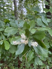 Sugartina Cristalina SummerSweet