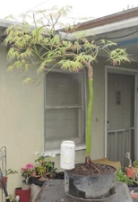 Green Laceleaf Japanese Maple Acer Palmatum Pre Bonsai Dwarf Kifu Fat Trunk