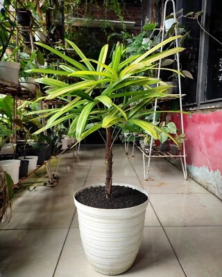 Palm Rhapis Excelsa Variegated rare plant indoor & outdoor plant | eBay
