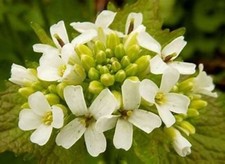GARLIC MUSTARD WILD HERB HEDGE GARLIC ALLIARIA PETIOLATA NATURAL SEED
