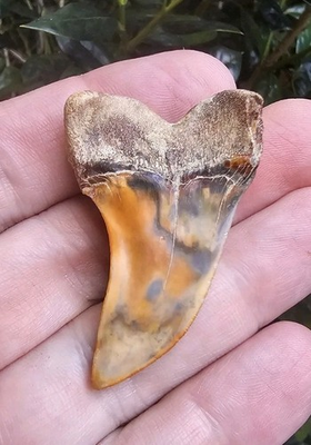 #ad XXL GEM 2.02quot; Firezone Planus Shark Tooth Fossil Not Megalodon Bakersfield $150.00