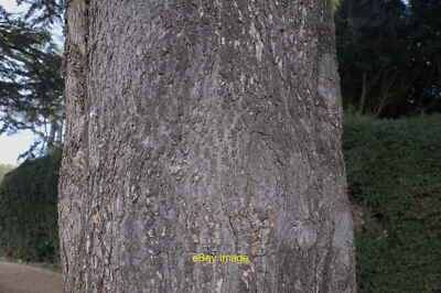 Foto 6x4 Atlas Zeder, Cedrus atlantica Belton\/SK9239 Baumrinde um 2021