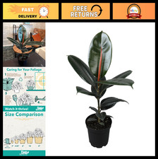 Burgundy Ficus Live Tree 16" Tall in 6" Pot - Air Purifying Rubber Plant Decor,