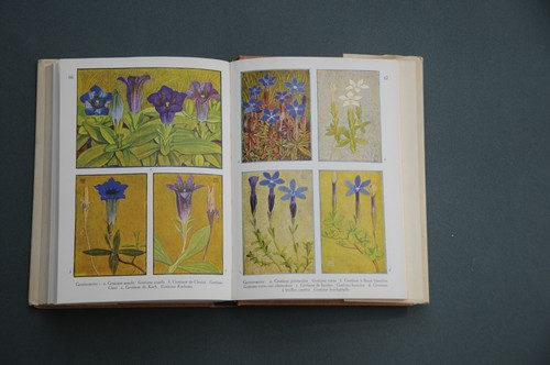 Botanik Delachaux Niestlé H.Correvon Alpenflora 1951 80 Farbtafeln - Bild 7 von 9