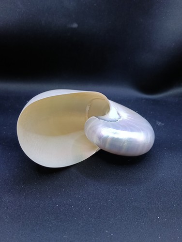5" pearled chambered nautilus sea shell. Collectors Hamptons #12919 - Picture 5 of 5