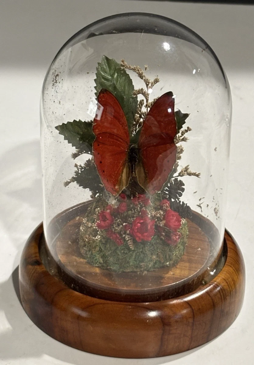 Vintage Butterfly Taxidermy for sale | eBay