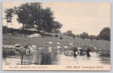 New York Zoological Park, American Elk Bathing in Pond pre-1907 Animal Postcard 