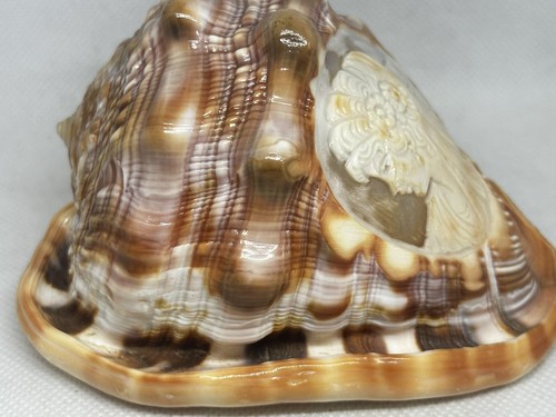 Cameo Carved Conch Shell Italy Vintage Travel Souvenir Lady - Picture 5 of 16
