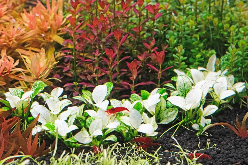 Anubias White Rose Live Aquarium Plants BUY 2 GET 1 FREE - Image 2 of 4