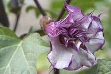 Double Purple Angels Trumpet - 20 seeds- Ornamental Tropical Flower
