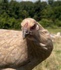 6+ Lavender/Splash Indio Gigante F1 Hybrid Hatching Eggs! RARE! — photo 4