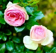 Climbing Rose Eden Climber Live Starter Plant Semi Dormant Last Crop Until Jan