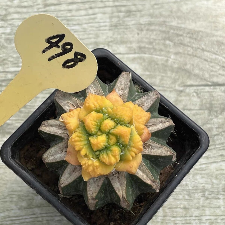 Sale 4.3CM Rare Succulent Live Plant kotschoubeyanus Hybird WYSIWYG