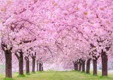 Spring Pink Flower Backdrop Sakura Floral Theme Parties Photography Background