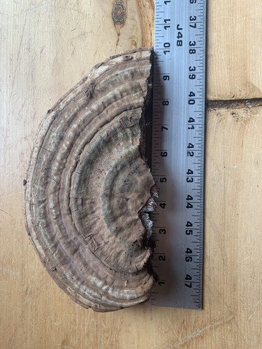 Conk Polypore Very Large In Size - Picture 2 of 4