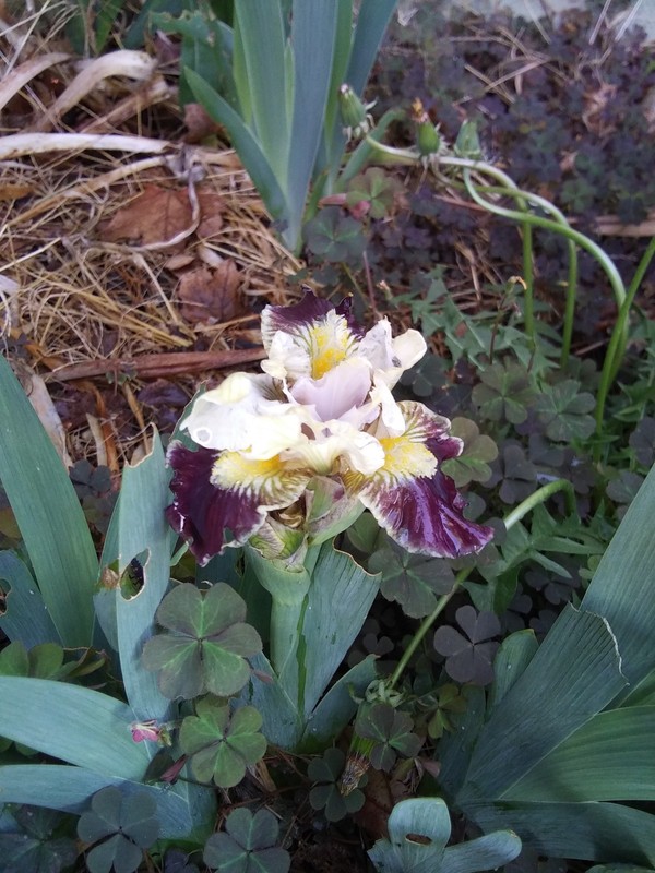 "Coconino" Standard Dwarf Bearded Iris Rhizome