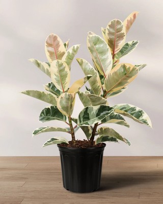Elastica Tineke Ficus Tree Live Rubber Plant Indoor Houseplant in 6"Pot |  eBay