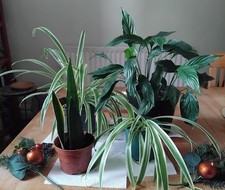 Collection Of 4 Healthy House Plants
