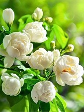 400 Climbing Jasmine Flower Seeds for Planting   Easy to Grow, White