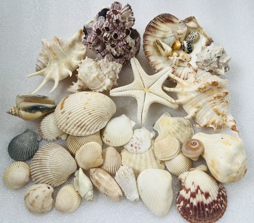 Sea Shell Collection  - Lot of Various Specimens - Large To Small