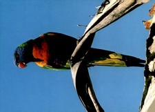Rainbow Lorikeet, Australian Bird Species Postcard