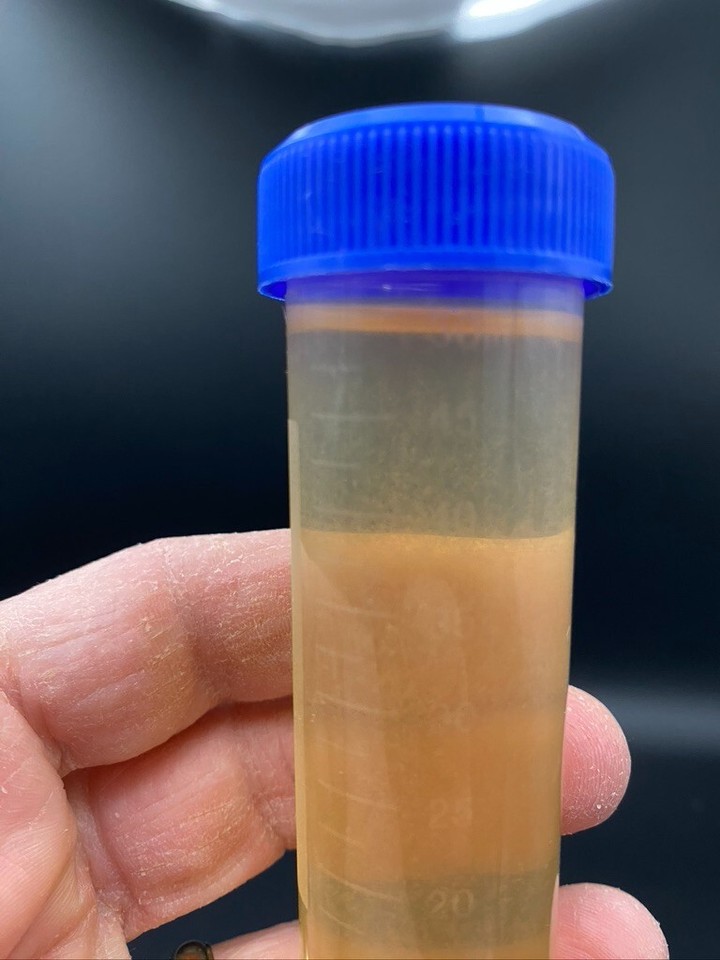 Vinegar Eels Big 50 ml Cultures in Bloom Live Feeder Fish Food Aquarium Fry eBay