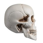 AplusChoice Halloween Human Skulls Life Size Skeleton Head Move Jaw 12 Pcs — photo 7
