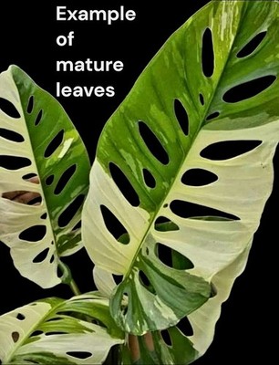 fibrosum philodendron Philodendron fibrosum | Plants