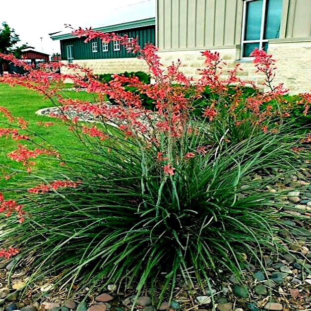 25 RED YUCCA SEEDS (Hesperaloe parviflora) Hummingbird & Butterfly
