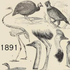 1891 OSTRICH CASSOWARY FOWL SKELETON IBOS WOODCOCK PEEWIT VICTORIAN ERA PRINT
