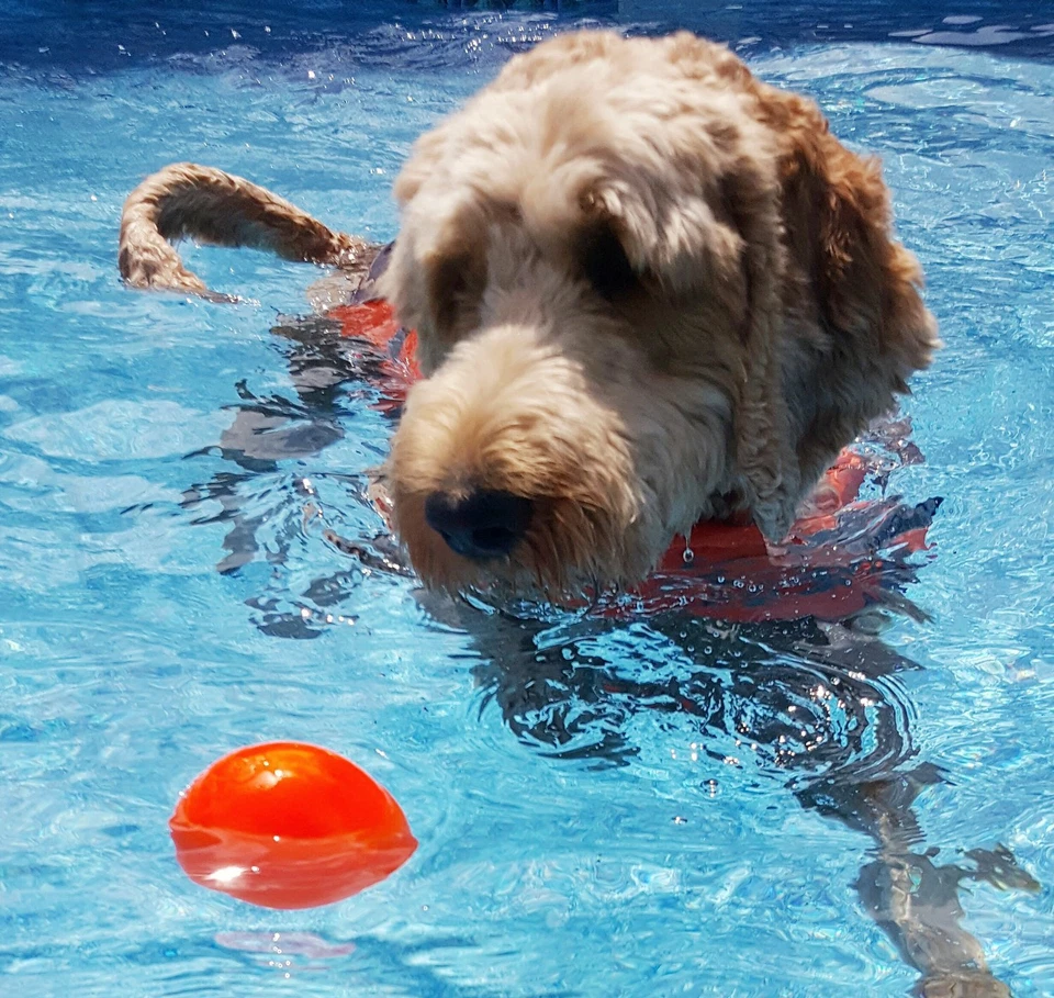 Ruff Dawg XL Tough Rubber Dog Toy Floating Ball for Active Play and Fetch - Image 2 of 4